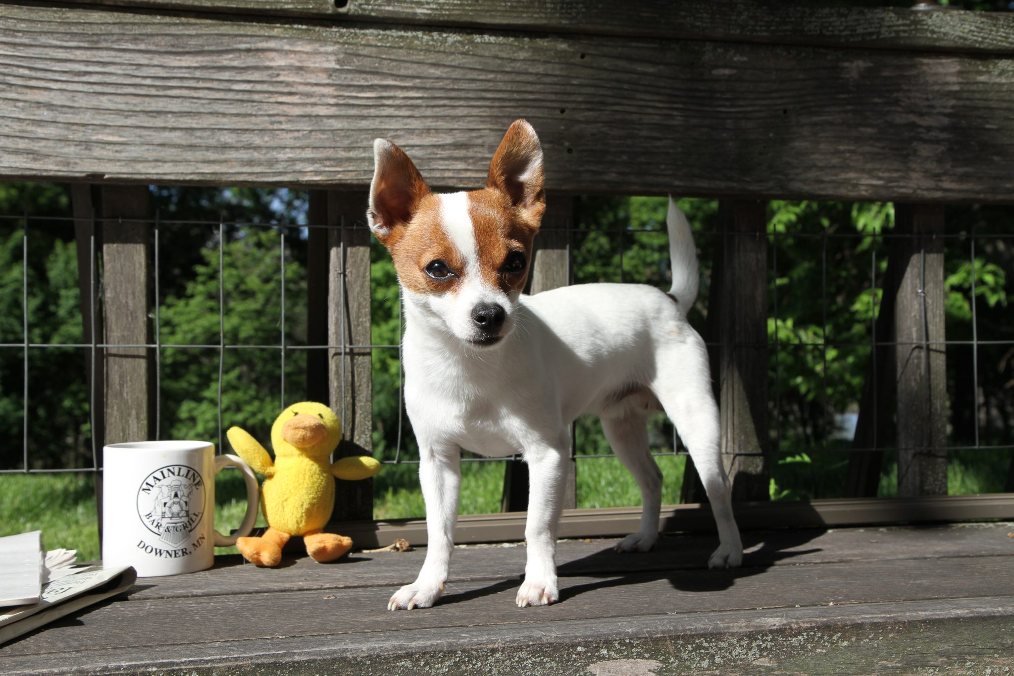 Peanut
